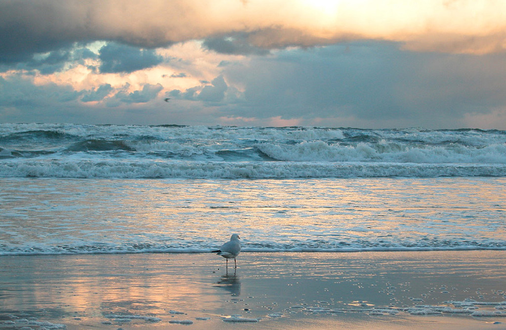 Eine einzelne weiße Möwe steht am sandigen Ufer der Ostsee. Im Hintergrund sind sanfte Wellen und ein bewölkter Himmel in Pastellfarben zu sehen.