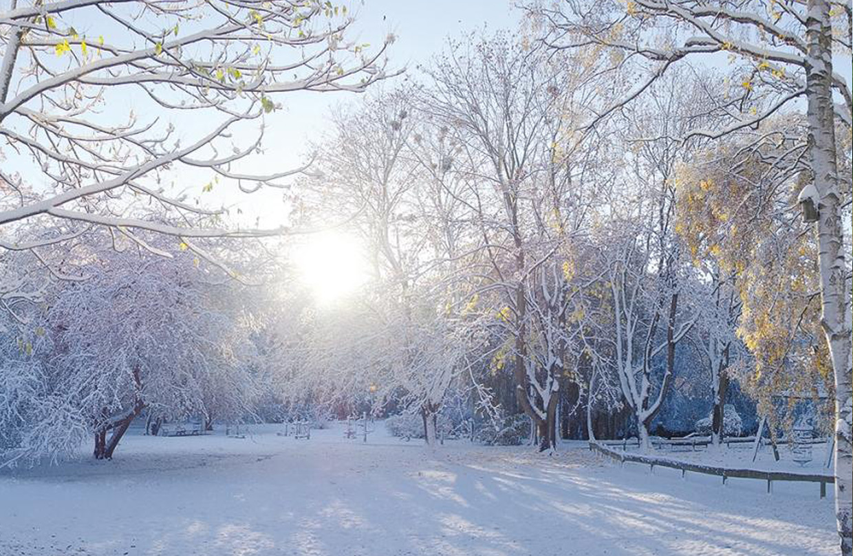 Eine winterliche Landschaft mit schneebedeckten Bäumen, , durch die die Sonne scheint, und schneeweißen Wegen im Kurpark.